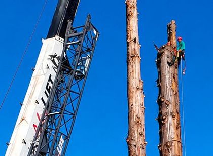 Workers on a crane trimming tall tree trunks against a clear blue sky