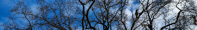 Bare tree branches silhouetted against a bright blue sky with scattered clouds
