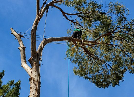 Arborist cutting a tall tree branch while harnessed high among the limbs under a blue sky