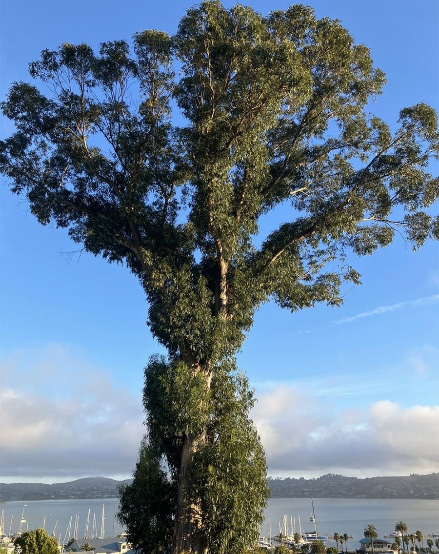 Tall tree with dense green foliage beside a calm blue bay under a clear sky