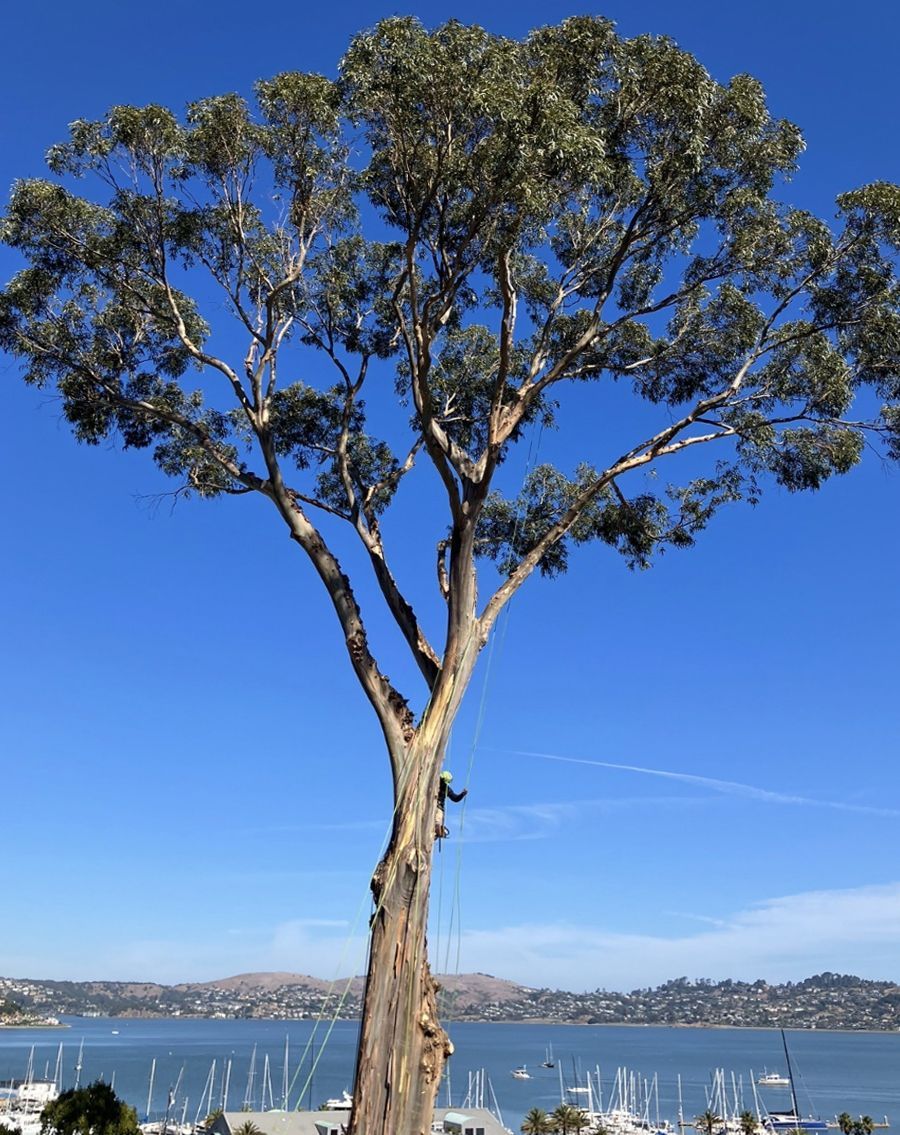 Tall tree by a calm blue bay with sailboats and hills under a clear sky.