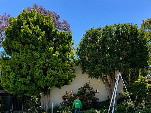 Two large trees being trimmed in a yard, with a person standing below and a ladder on the right.