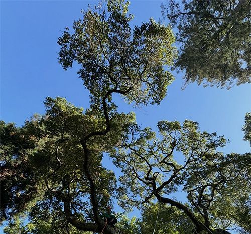 Tree canopy with twisting branches and green leaves against a clear blue sky