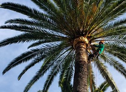Person climbing a tall palm tree against a blue sky