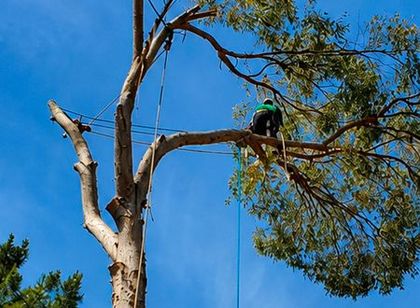 Worker trimming a tree branch high against a clear blue sky