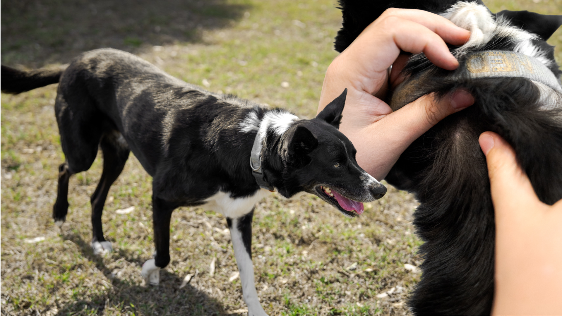 Veterinarian in purple shirt examining a brown-and-white dog’s ear with an otoscope