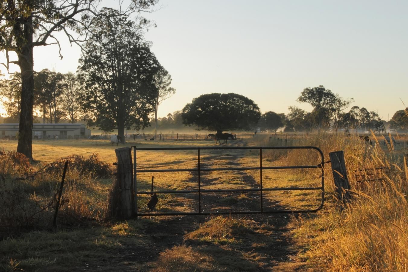 Horse Farmland Early Morning Light — PBC Compliancing in Dysart, QLD