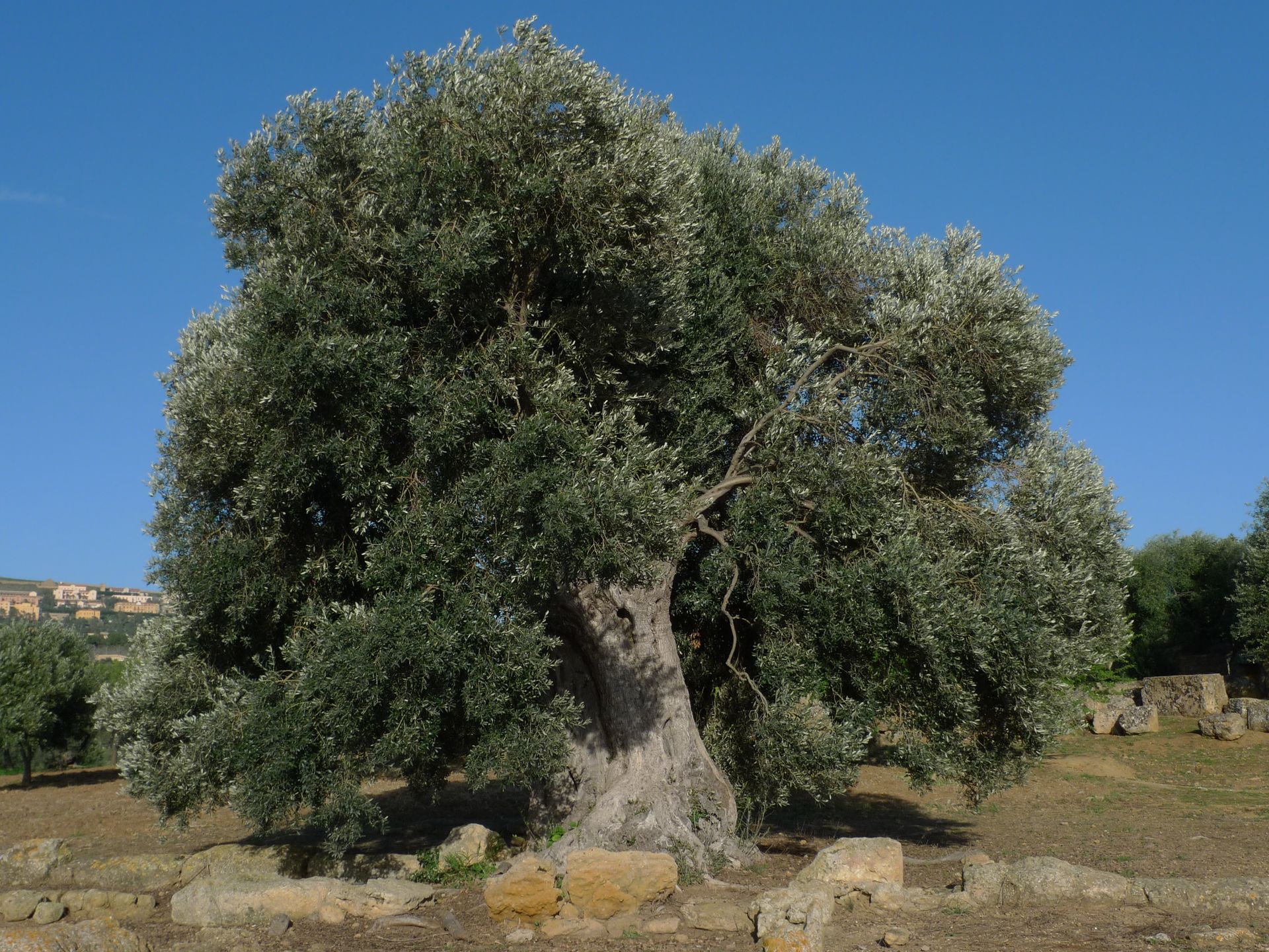 AZIENDA AGRICOLA CHIANETTA