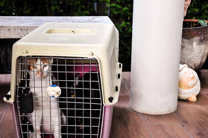Pet Boarding in Jacksonville Normandy Animal Hospital