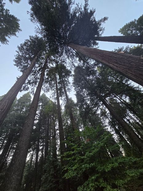 Tall redwood trees seen from below against a pale sky in a dense forest