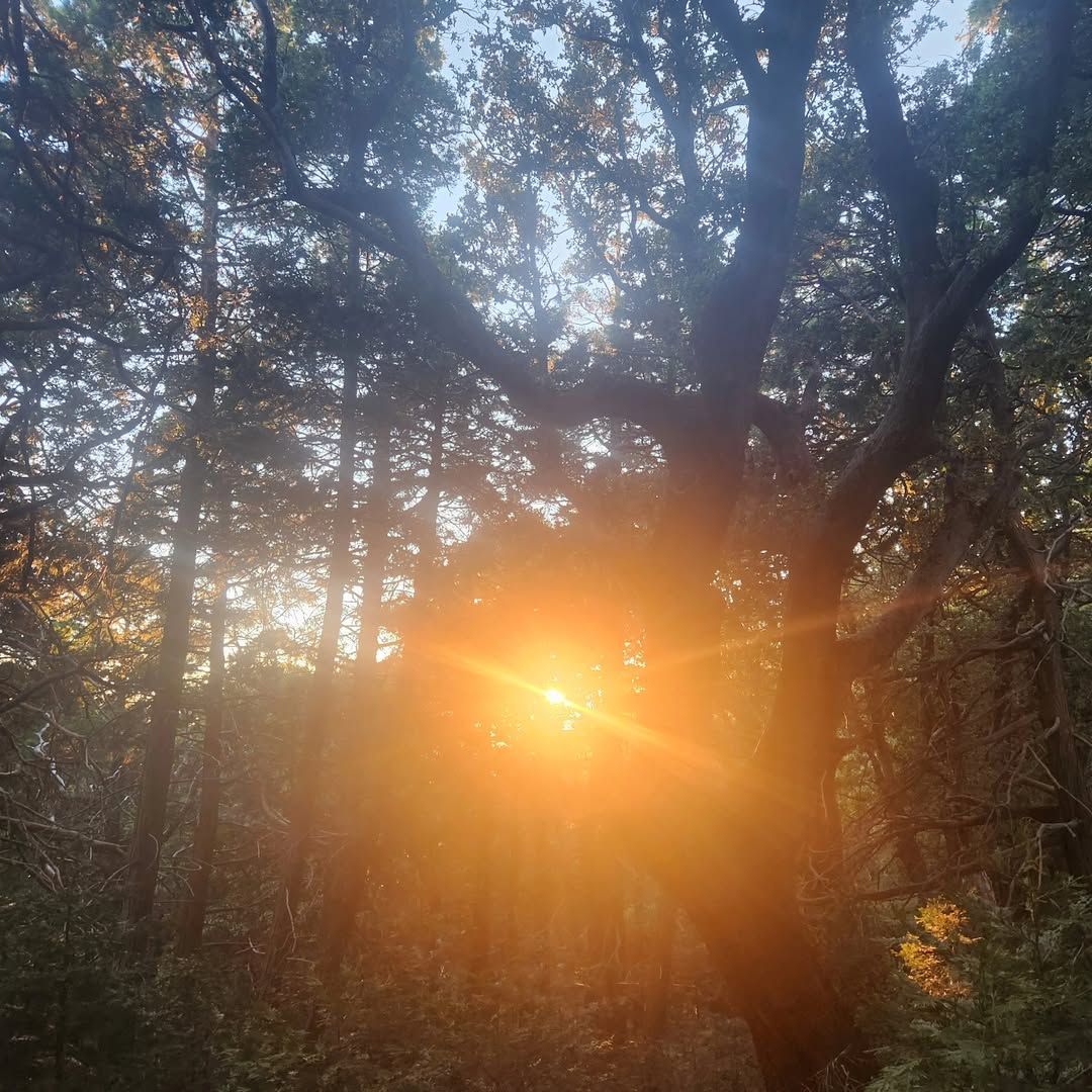 Sunlight shining through dense trees in a forest, creating a warm orange glow
