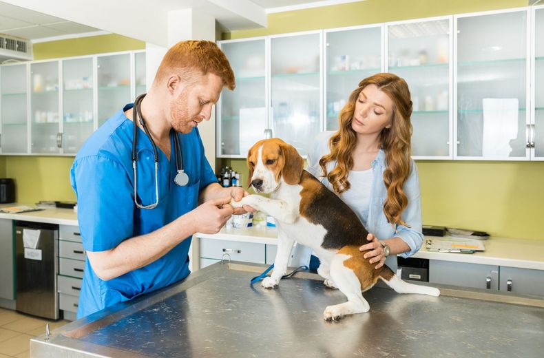 Veterinarian examining a beagle on a clinic exam table while an assistant watches nearby