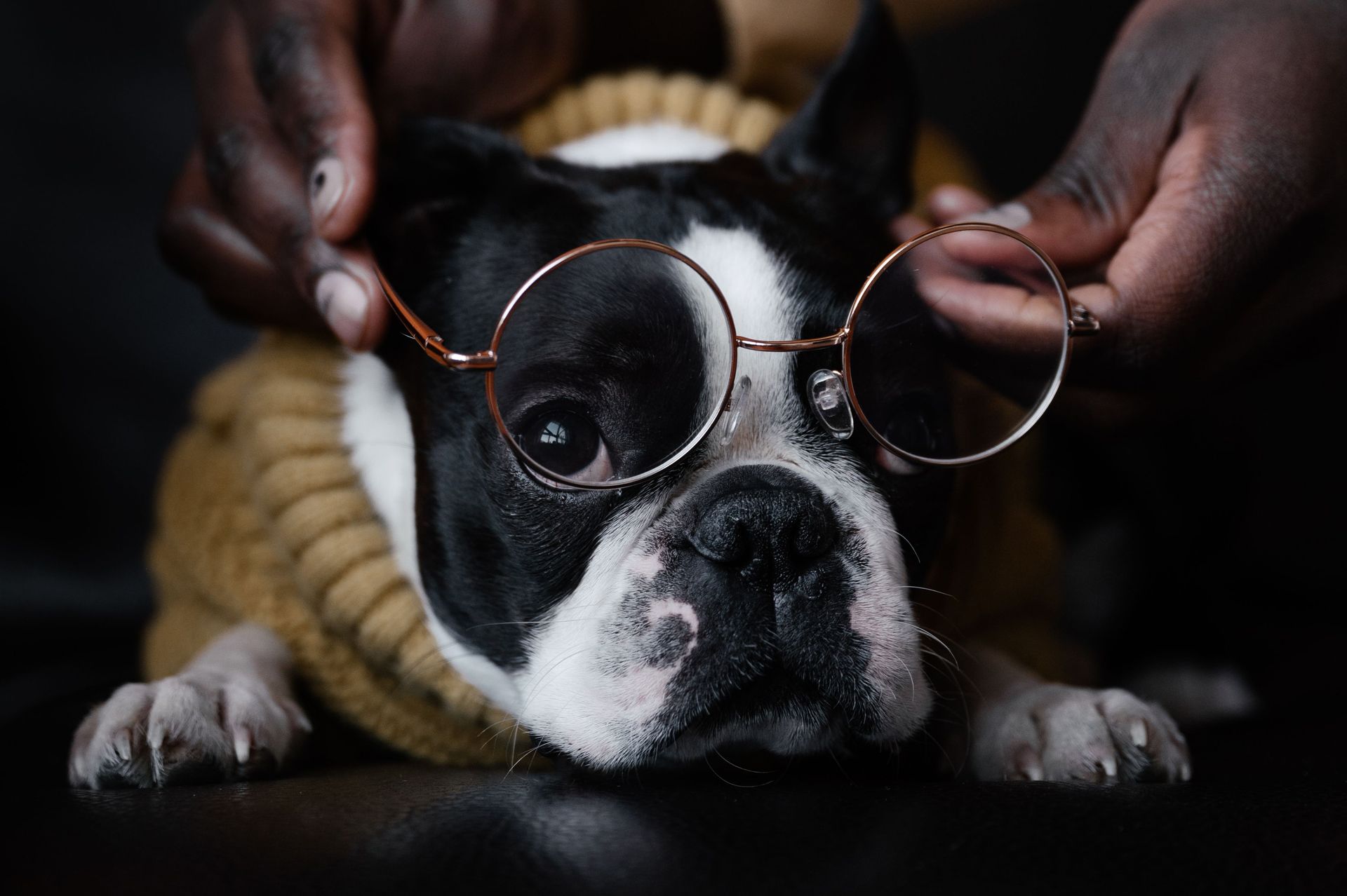 Veterinarian performing a pet ophthalmology exam on a small dog at High Desert Veterinary Service in Douglas, AZ