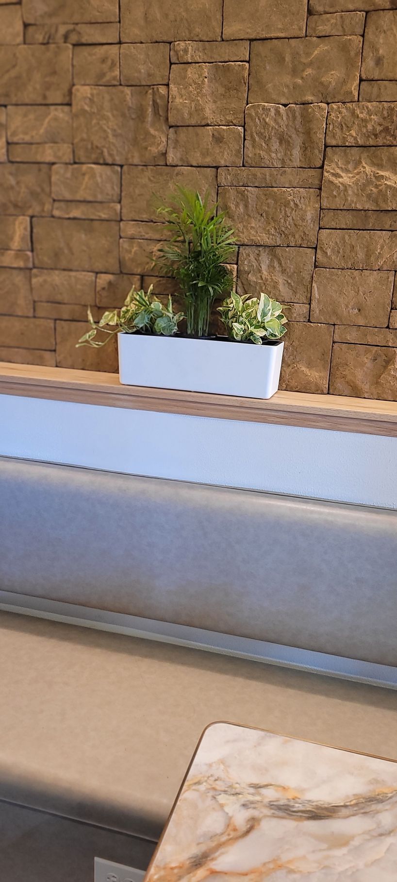 Small potted plant in a white planter on a ledge in front of a stone wall