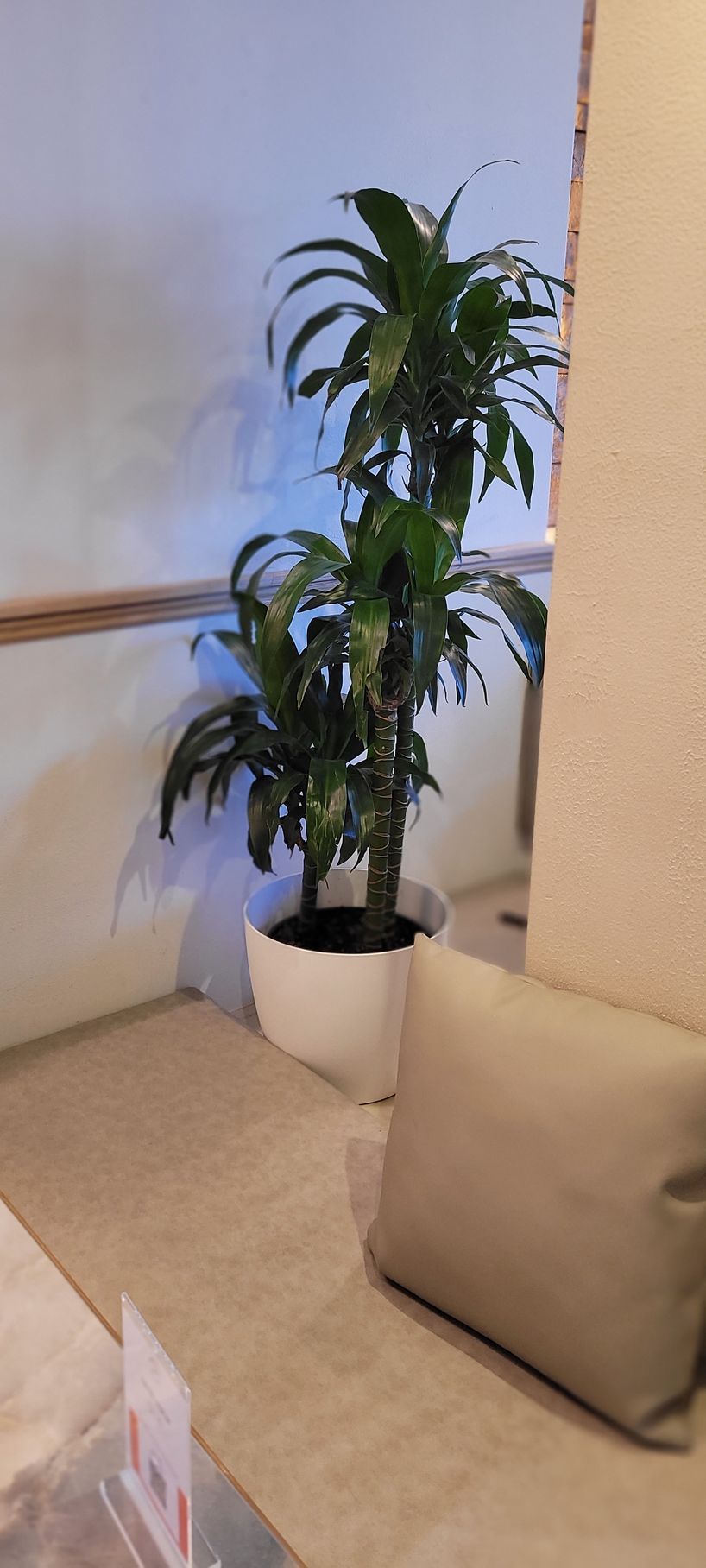 Tall potted houseplant beside a beige couch in a corner of a bright room