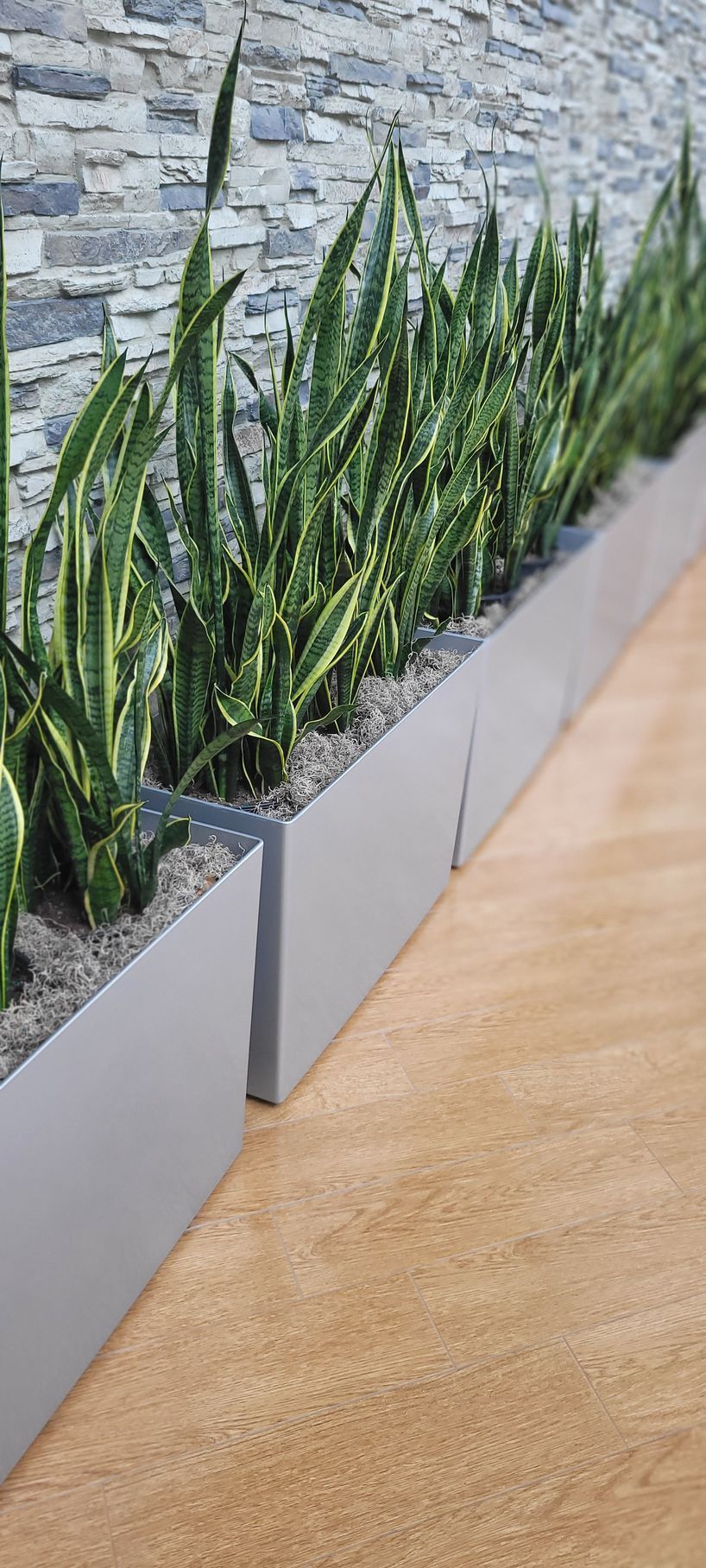 Long white planter boxes with tall green snake plants beside a stone wall on a wood floor