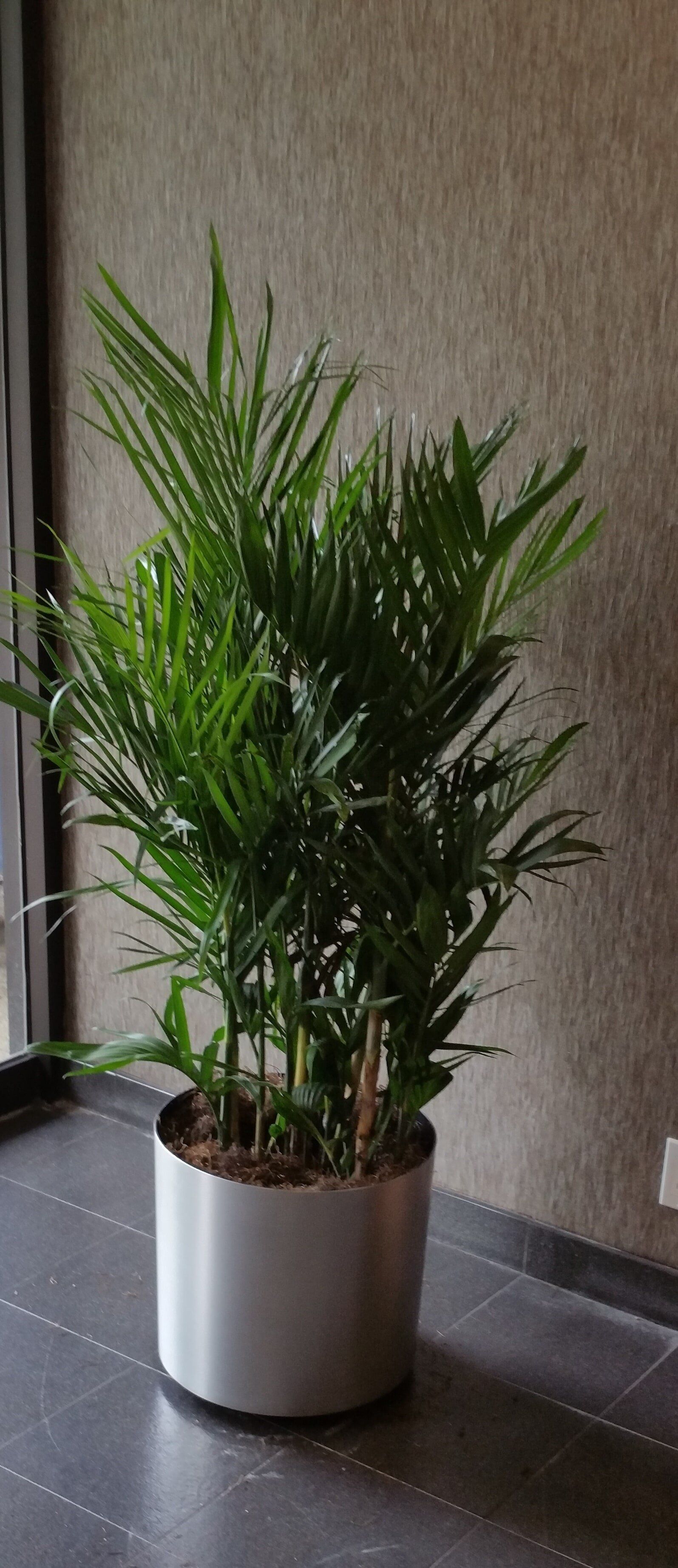 Tall green potted plant in a white planter on a tiled floor against a textured wall.