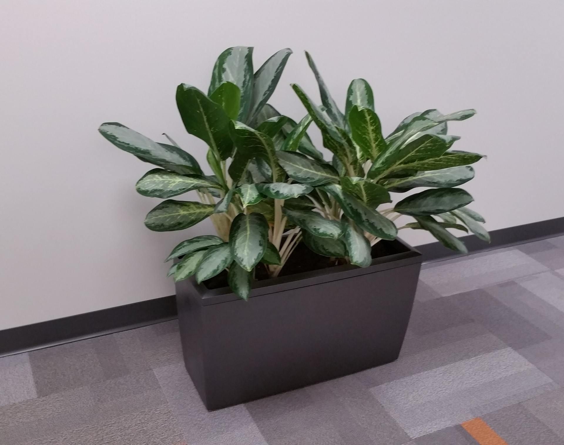 Potted green plant in a dark rectangular planter on an office carpet floor