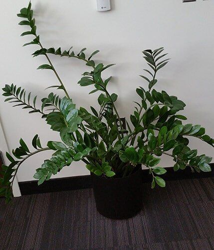 Potted green houseplant with glossy leaves against a white wall