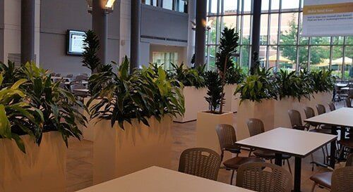 Bright indoor café seating with white tables, woven chairs, and tall potted plants by large windows