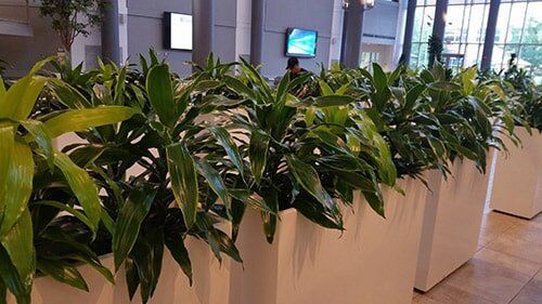 Row of lush green potted plants in a modern indoor office or lobby