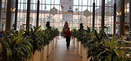 Person walking through a glass atrium lined with tall green plants