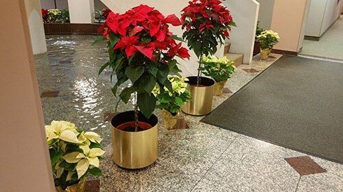 Potted red and white poinsettias lining a hallway with a patterned floor and carpeted entrance.