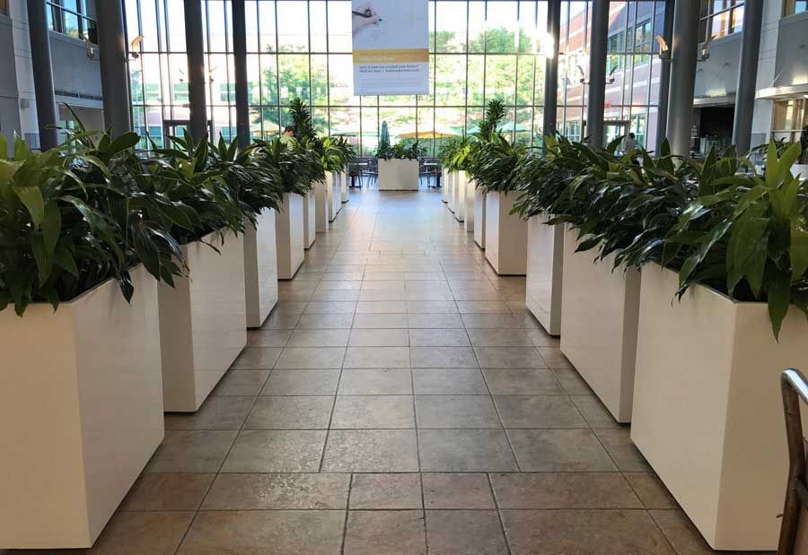 Bright lobby corridor with white planters of green plants lining a tiled walkway
