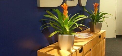 Potted orange-flowering plants on a wooden cabinet in a hallway, beside a blue wall.