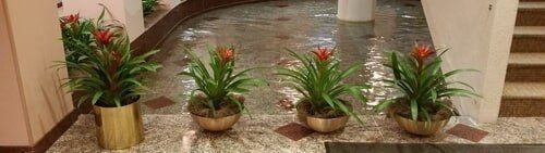 Four potted green plants with red flowers arranged along an indoor fountain edge