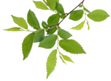 Green Leaves Green Leaves