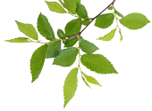 Green Leaves Green Leaves