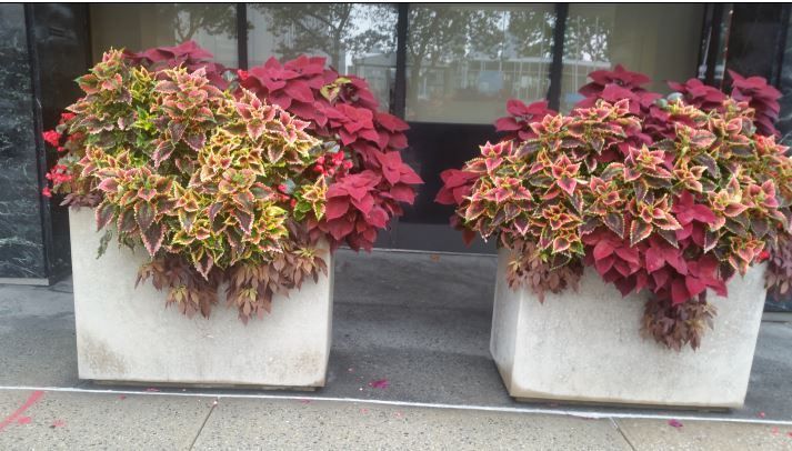 Two concrete planters with colorful red and green foliage outside a window