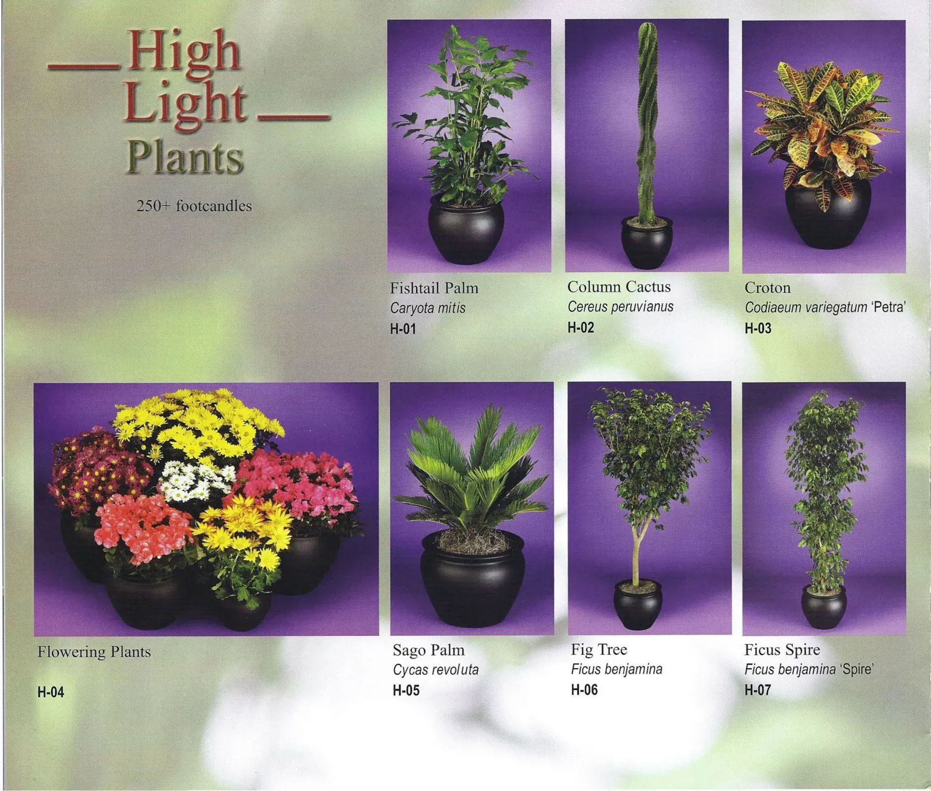 Catalog page of high light plants, showing several potted green and flowering plant varieties on purple backgrounds