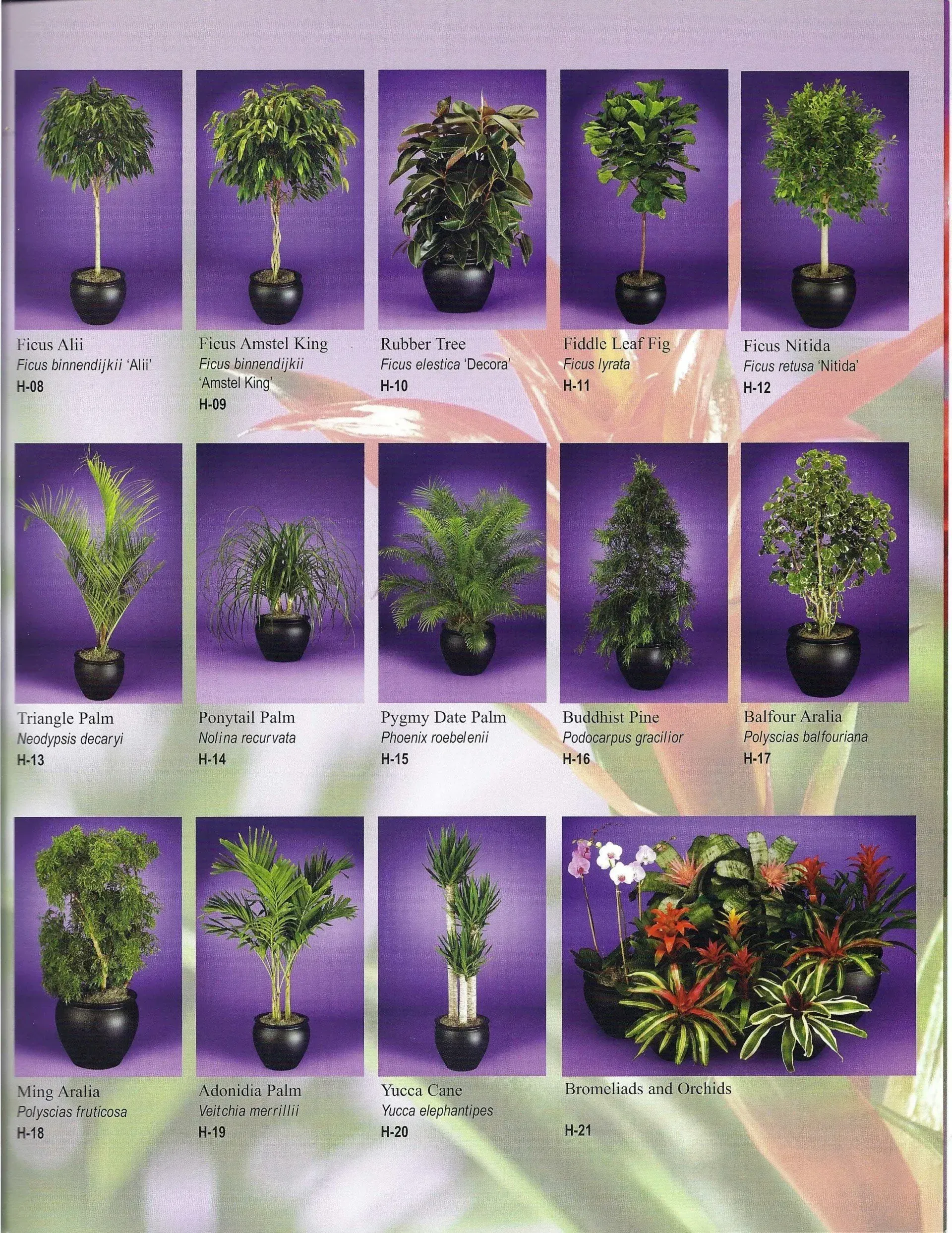 Collage of potted bonsai plants in various shapes on a purple background