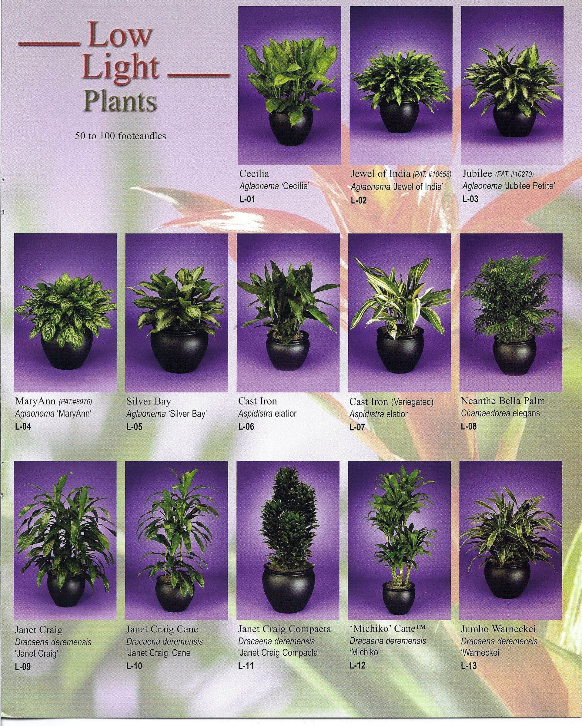Low-light plant growth chart with purple background and multiple potted green plants at different stages