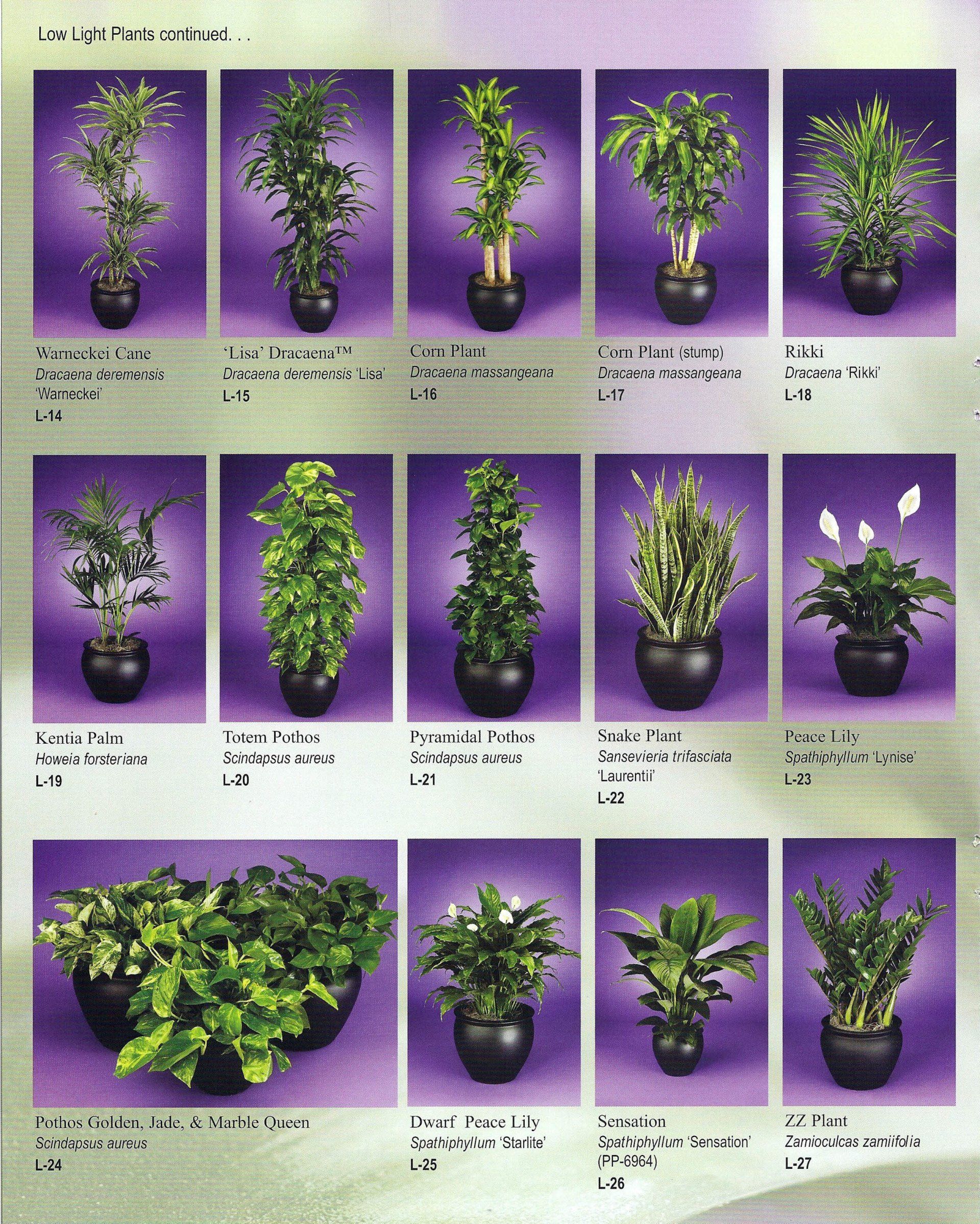 Collage of potted green plants and flowers against a purple background, showing different arrangements.