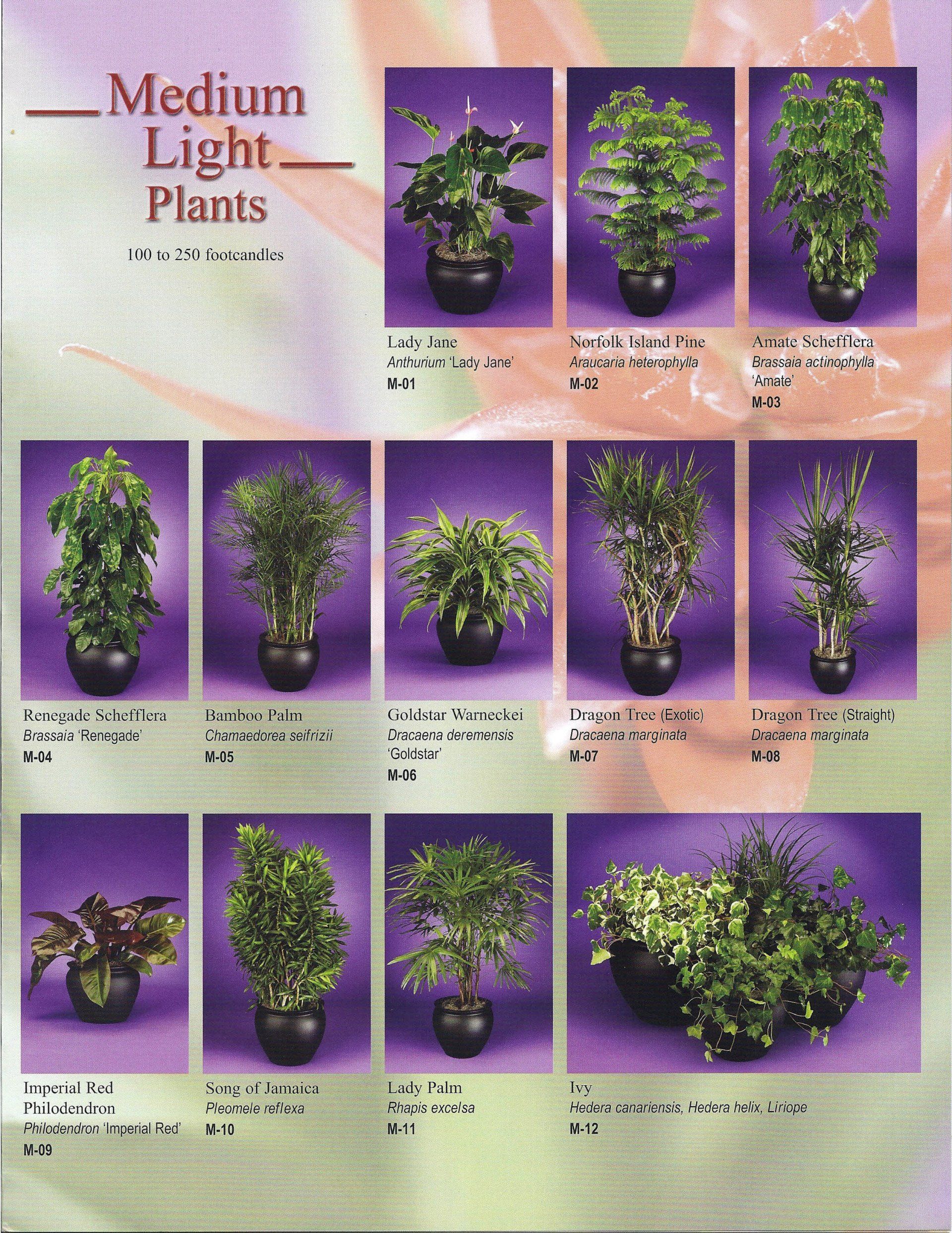 Chart of medium light plants with multiple potted plant photos and labels on a purple background