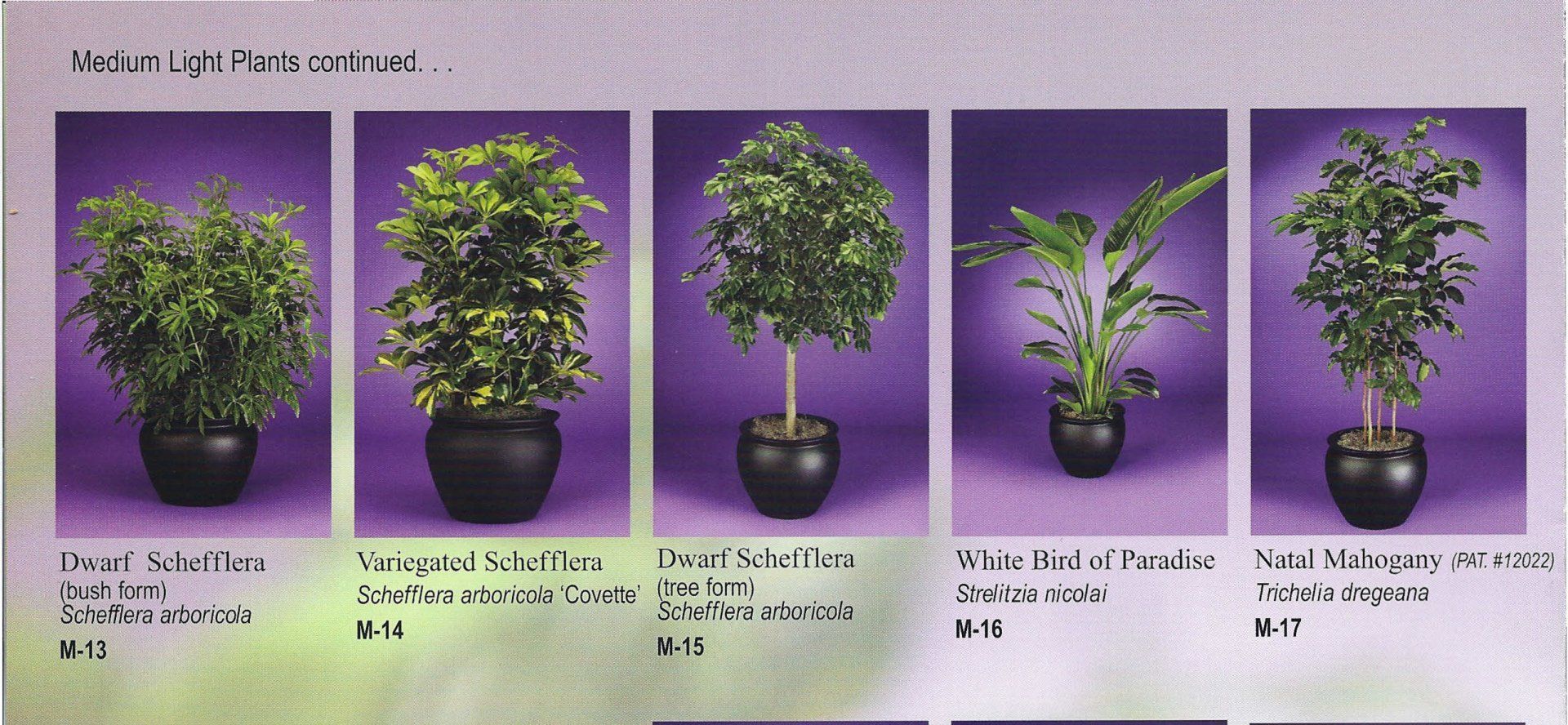Five potted cannabis plants at different growth stages on a purple background.