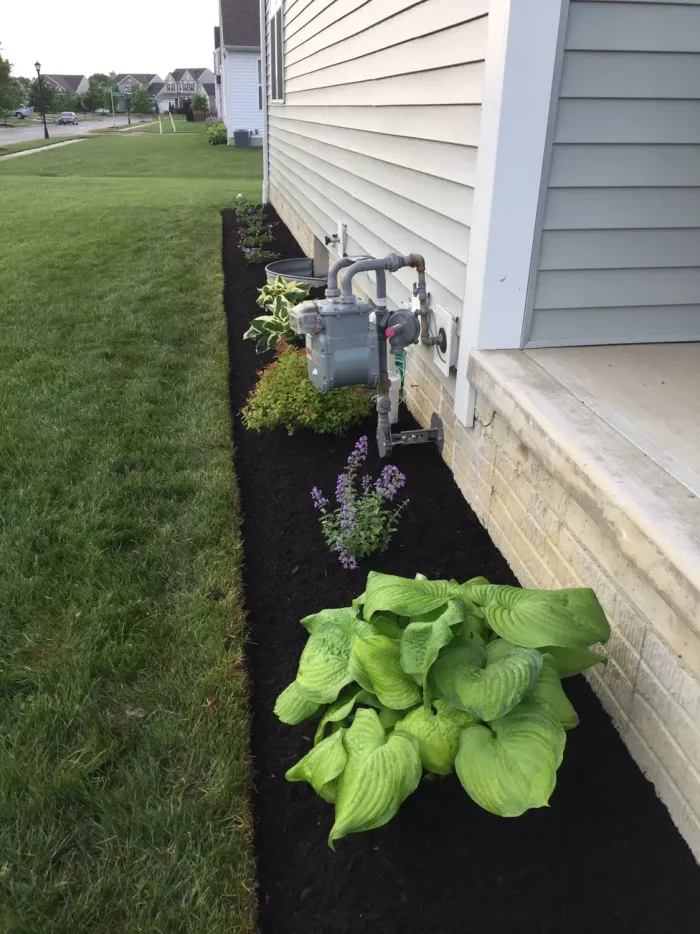 A flowerbed with dark mulch and various green plants against a light-colored house.