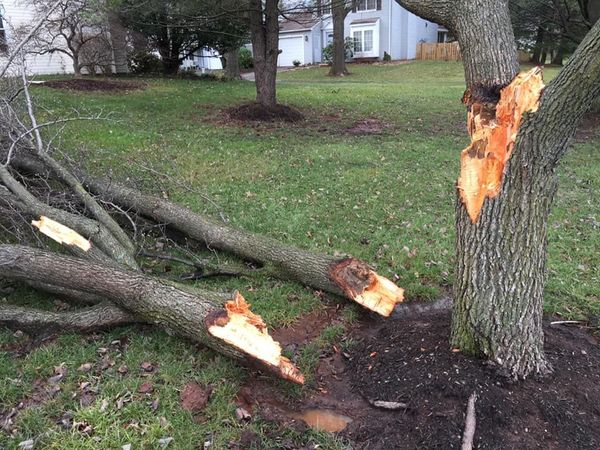 Broken tree trunk and fallen branches on grass in a yard.