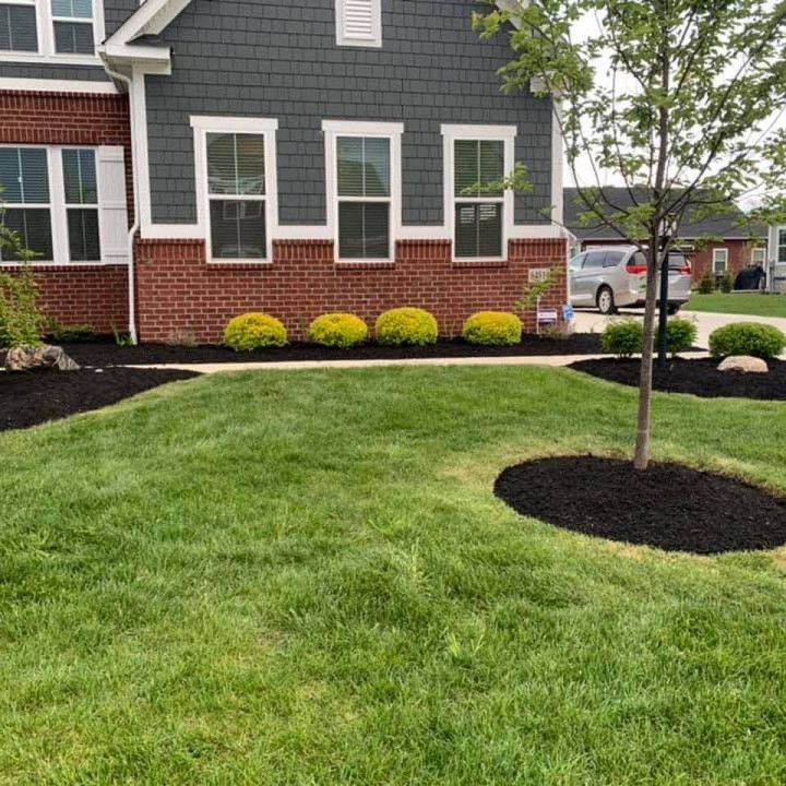 Lawn and landscaping in front of a house. Green grass, black mulch, yellow bushes. Brick and gray siding on the house.