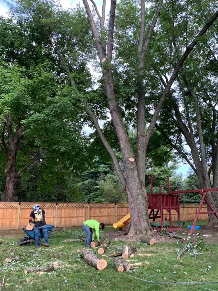 Two people cutting a large tree in a backyard with a playground, wooden fence, and green grass.