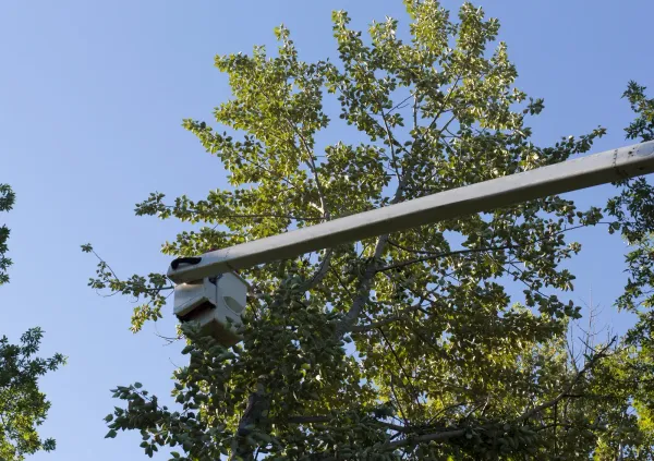 Arm holding a camera or sensor extends toward a tree with green leaves, against a blue sky.