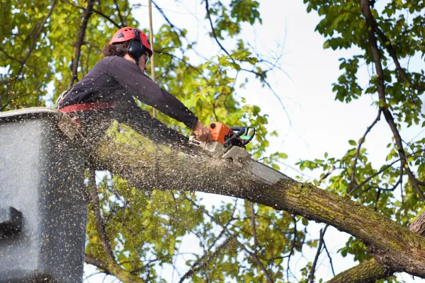 Person using a chainsaw to cut a tree branch from a lift bucket, wood chips flying.