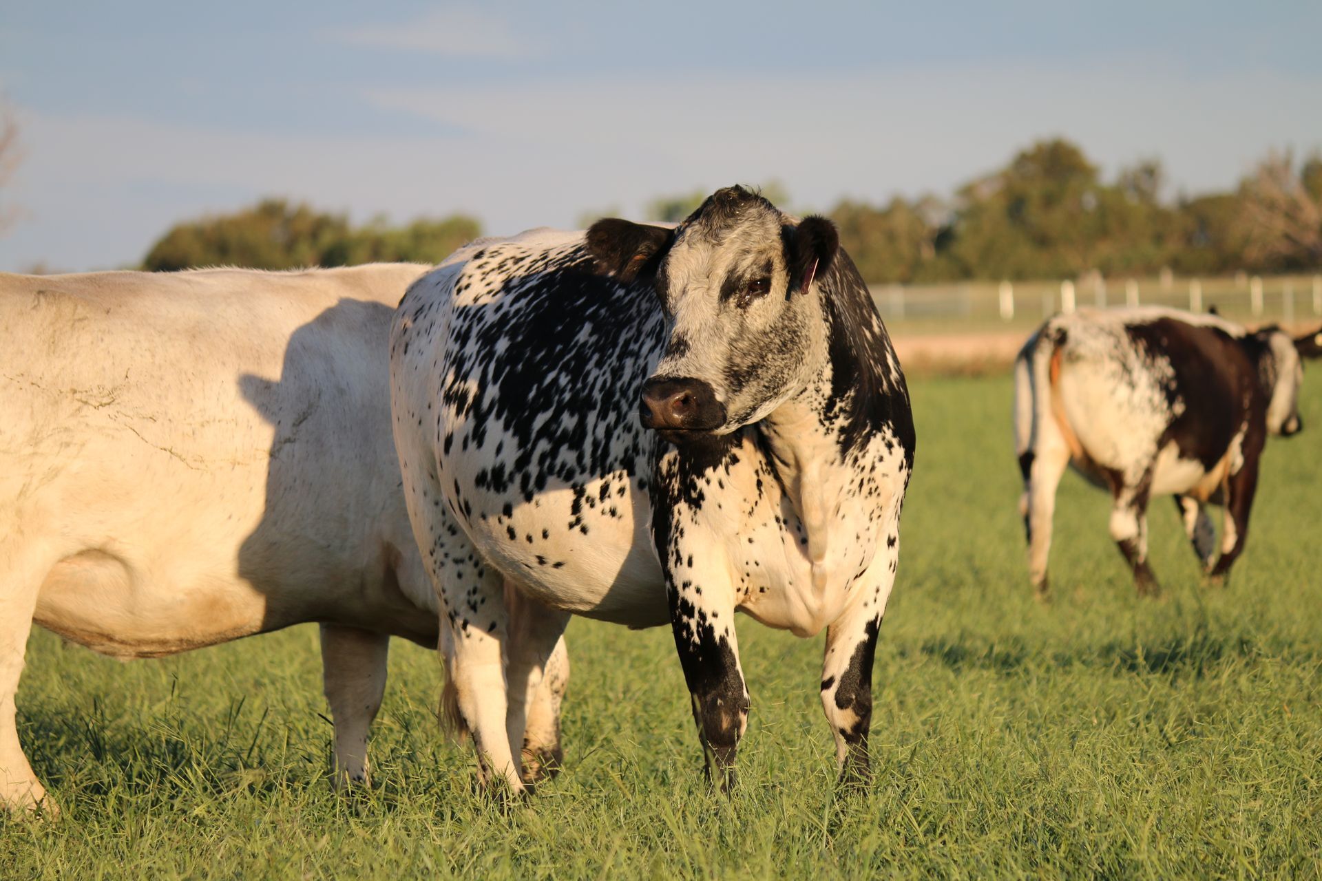A man is holding a black and white cow in front of a sign that says farm assurance