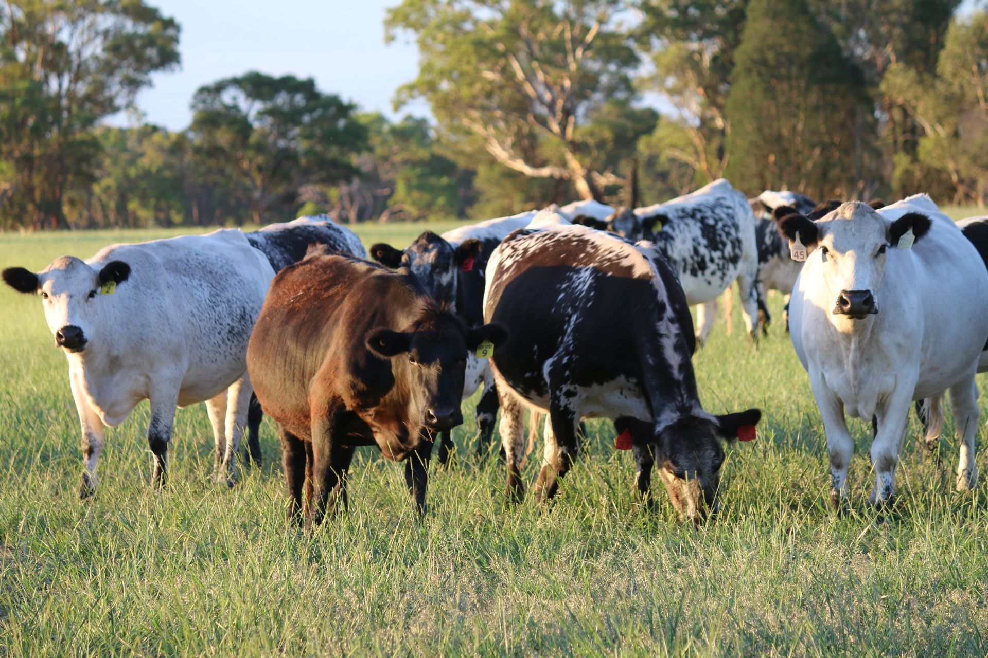 A man is standing in a field with a herd of cows.