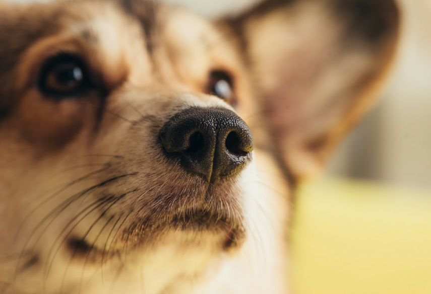 Kennel — Jacksonville, FL — Baywood Animal Hospital