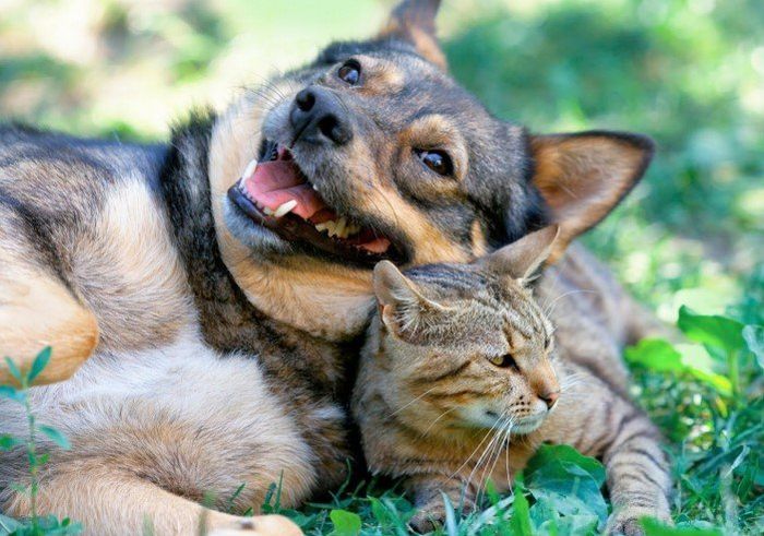 Dog laying on a cat outside — Jacksonville, FL — Baywood Animal Hospital Dog laying on a cat outside — Jacksonville, FL — Baywood Animal Hospital