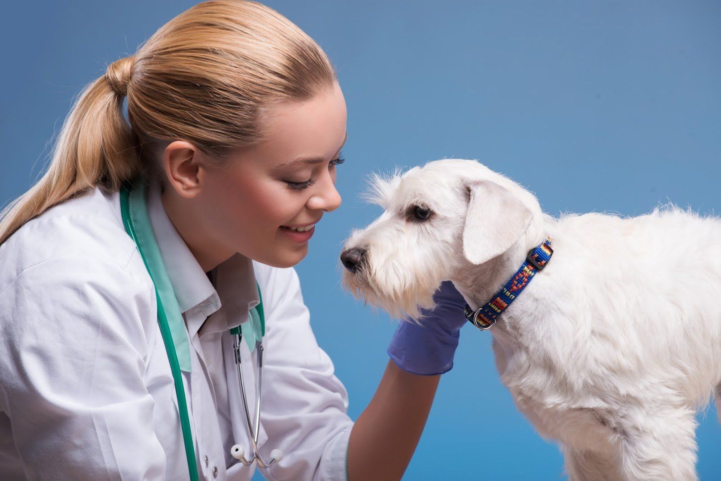 Veterinarian Petting a Dog — Jacksonville, FL — Baywood Animal Hospital Veterinarian Petting a Dog — Jacksonville, FL — Baywood Animal Hospital